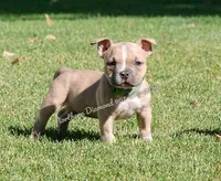 Cupcake (text my phone), a female American Bully for sale in Phoenix, AZ – Photo 2 of 3