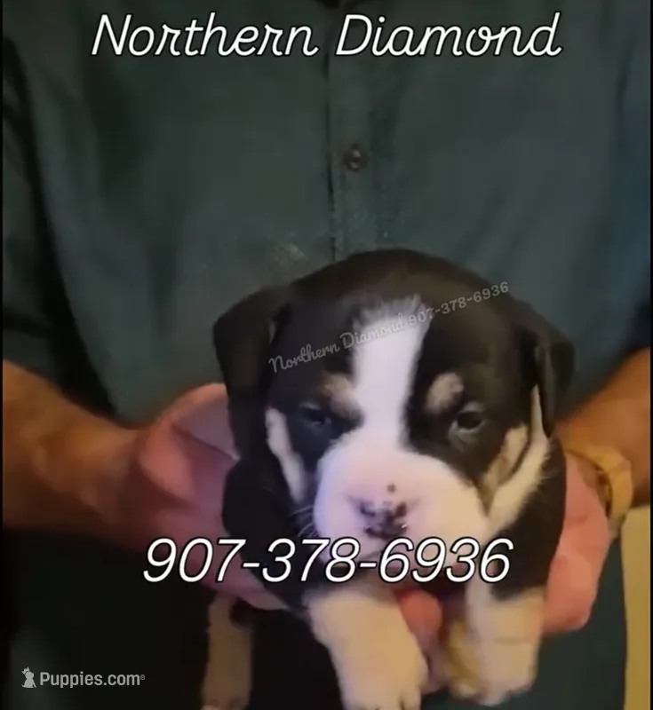 Bertha text my phone