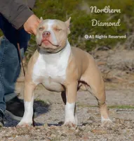 flash, a male American Bully for sale in Phoenix, AZ – Photo 2 of 3