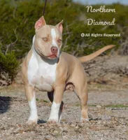 flash, a male American Bully for sale in Phoenix, AZ – Photo 3 of 3