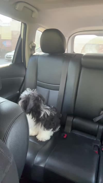 Hassan, a male Shichon for sale in Antioch, TN – 3 of 3