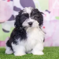 Hassan, a male Shichon for sale in Antioch, TN – 2 of 3