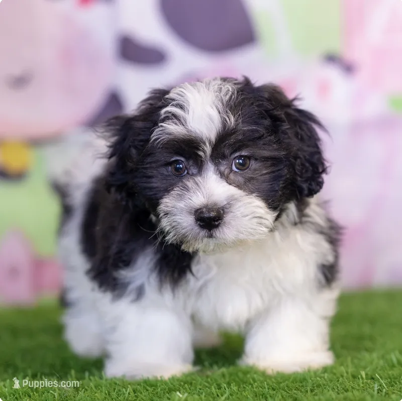 Hassan – Shichon puppy for sale in Antioch, TN