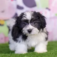 Hassan, a male Shichon for sale in Antioch, TN – 1 of 3