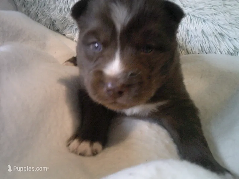Cubbie 3 – Siberian Husky puppy for sale in Thompsonville, MI