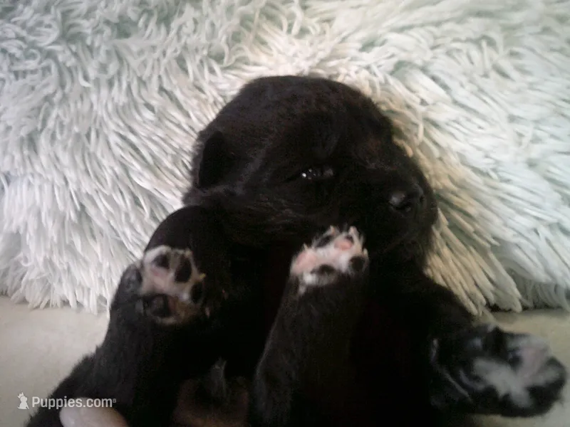 Cubbie 5 – Siberian Husky puppy for sale in Thompsonville, MI