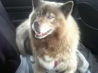 Cubbie 6, a male Siberian Husky for sale in Thompsonville, MI – 3 of 4