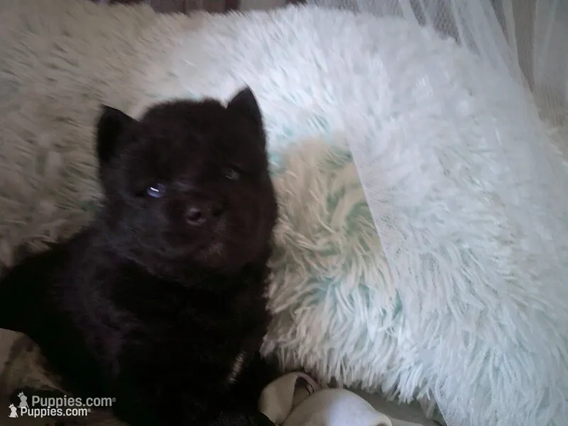 Cubbie 5 – Siberian Husky puppy for sale in Thompsonville, MI