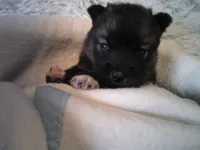 Cubbie 6, a male Siberian Husky for sale in Thompsonville, MI – 2 of 4