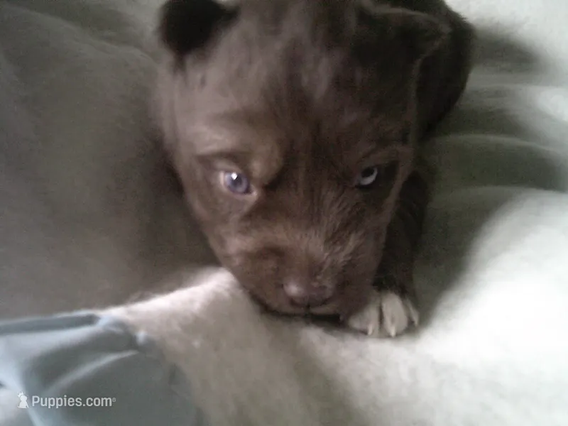 Cubbie 2 – Siberian Husky puppy for sale in Thompsonville, MI