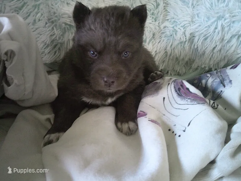 Cubbie 2 – Siberian Husky puppy for sale in Thompsonville, MI