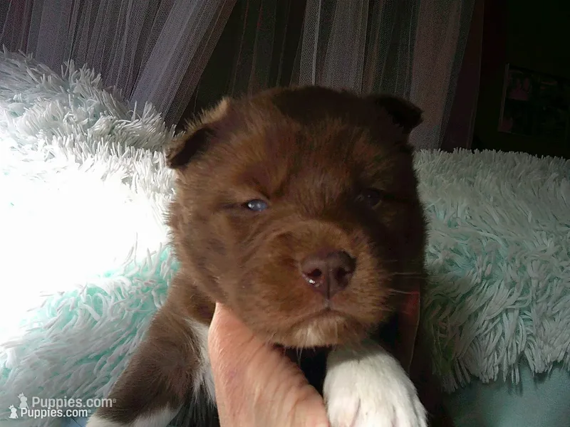 Cub 1 – Siberian Husky puppy for sale in Thompsonville, MI