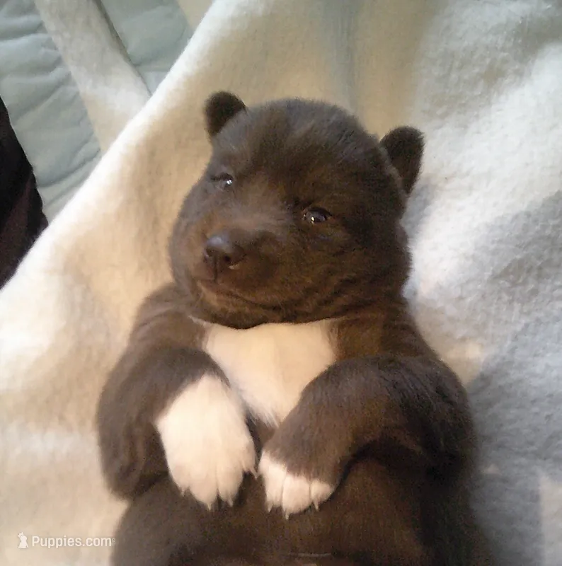 Cub 1 – Siberian Husky puppy for sale in Thompsonville, MI