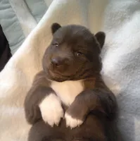 Cub 1, a male Siberian Husky for sale in Thompsonville, MI – 1 of 3