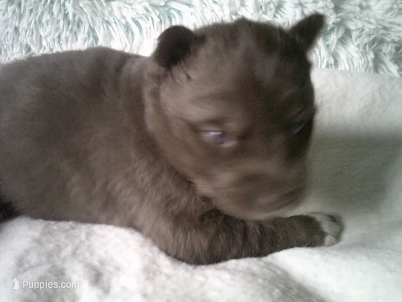 Cubbie 4 – Siberian Husky puppy for sale in Thompsonville, MI
