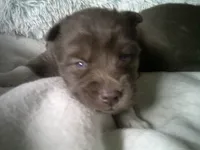 Cubbie 2, a female Siberian Husky for sale in Thompsonville, MI – 2 of 4