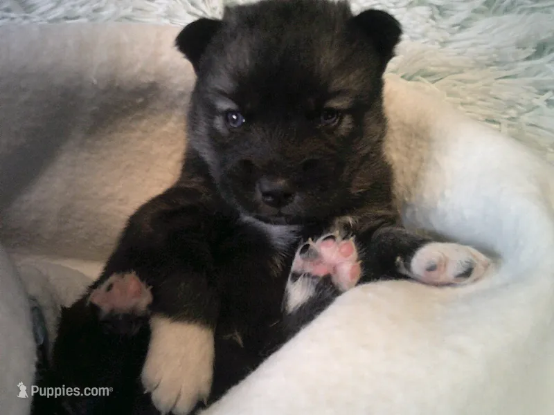 Cubbie 6 – Siberian Husky puppy for sale in Thompsonville, MI