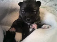 Cubbie 6, a male Siberian Husky for sale in Thompsonville, MI – 1 of 4