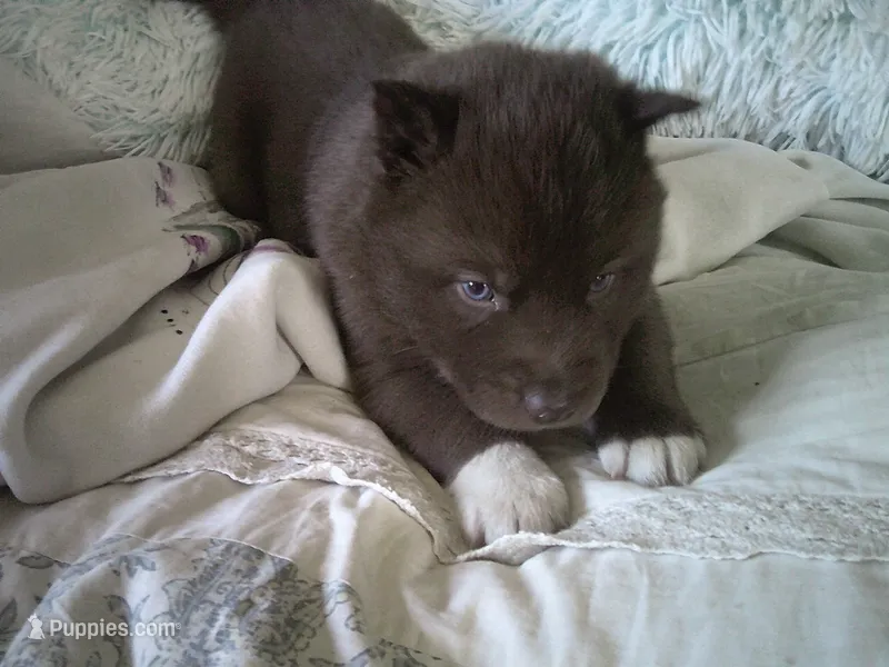 Cubbie 4 – Siberian Husky puppy for sale in Thompsonville, MI
