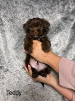 Teddy Blue Eyes, a male Shih Tzu and Yorkshire Terrier for sale in Scottsdale, AZ – 2 of 10