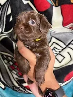Teddy Blue Eyes, a male Yorkshire Terrier and Shorkie for sale in Scottsdale, AZ – 2 of 9
