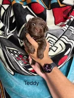 Teddy Blue Eyes, a male Yorkshire Terrier and Shorkie for sale in Scottsdale, AZ – 3 of 9