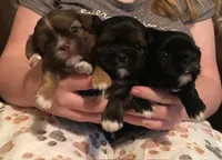 Penny Toy Shih Tzu, a female Shih Tzu for sale in Scottsdale, AZ – Photo 9 of 10