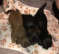 Penny Toy Shih Tzu, a female Shih Tzu for sale in Scottsdale, AZ – Photo 8 of 10