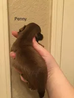 Penny Toy Shih Tzu, a female Shih Tzu for sale in Scottsdale, AZ – Photo 6 of 10