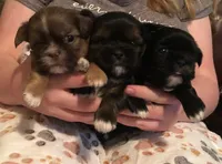 Penny Toy Shih Tzu, a female Shih Tzu for sale in Scottsdale, AZ – Photo 10 of 10