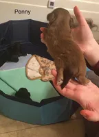 Penny Toy Shih Tzu, a female Shih Tzu for sale in Scottsdale, AZ – Photo 3 of 10