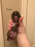 Penny Toy Shih Tzu, a female Shih Tzu for sale in Scottsdale, AZ – Photo 4 of 10