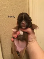 Penny Toy Shih Tzu, a female Shih Tzu for sale in Scottsdale, AZ – Photo 5 of 10