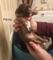 Penny Toy Shih Tzu, a female Shih Tzu for sale in Scottsdale, AZ – Photo 2 of 10