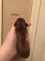 Penny Toy Shih Tzu, a female Shih Tzu for sale in Scottsdale, AZ – Photo 7 of 10