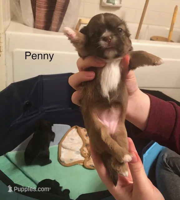 Penny Toy Shih Tzu