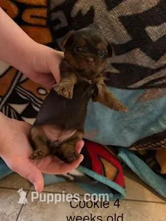 Cookie Blue Eyes – Shorkie puppy for sale in Scottsdale, AZ