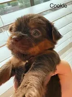 Cookie Blue Eyes, a female Shorkie for sale in Scottsdale, AZ – 4 of 10