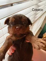Cookie Blue Eyes, a female Shorkie for sale in Scottsdale, AZ – 3 of 10
