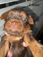 Cookie Blue Eyes, a female Shorkie for sale in Scottsdale, AZ – 5 of 10