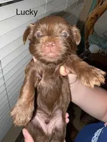 Lucky Blue Eyes, a male Shorkie for sale in Scottsdale, AZ – 2 of 10