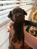 Lucky Blue Eyes, a male Shorkie for sale in Scottsdale, AZ – 10 of 10