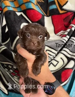 Tanner Blue Eyes – Shih Tzu, Shorkie puppy for sale in Scottsdale, AZ