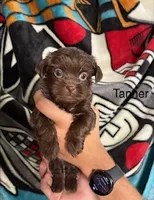 Tanner Blue Eyes, a male Shih Tzu and Shorkie for sale in Scottsdale, AZ – 1 of 9