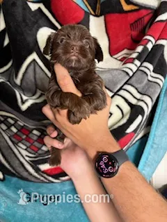 Ginger Blue Eyes – Shorkie puppy for sale in Scottsdale, AZ