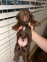 Teddy Blue Eyes, a male Shorkie for sale in Scottsdale, AZ – 2 of 10