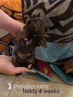 Teddy Blue Eyes – Shorkie puppy for sale in Scottsdale, AZ