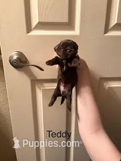 Teddy – Shorkie puppy for sale in Scottsdale, AZ