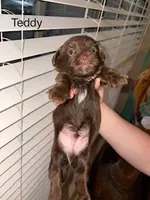 Teddy Blue Eyes, a male Shorkie for sale in Scottsdale, AZ – 3 of 10