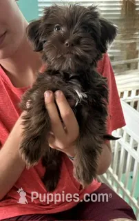 Bruno Blue Eyes – Shih Tzu, Shorkie puppy for sale in Scottsdale, AZ